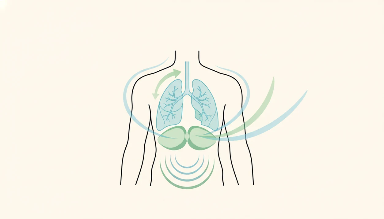 A simple lung and diaphragm illustration shows a longer exhale pattern calming the body.