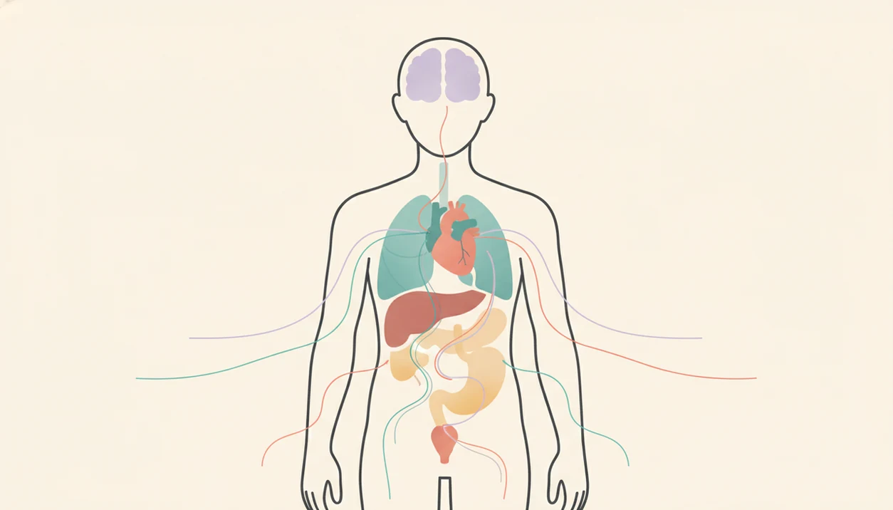 A simple body illustration shows how flight anxiety can affect the brain, breathing, heart, and stomach.